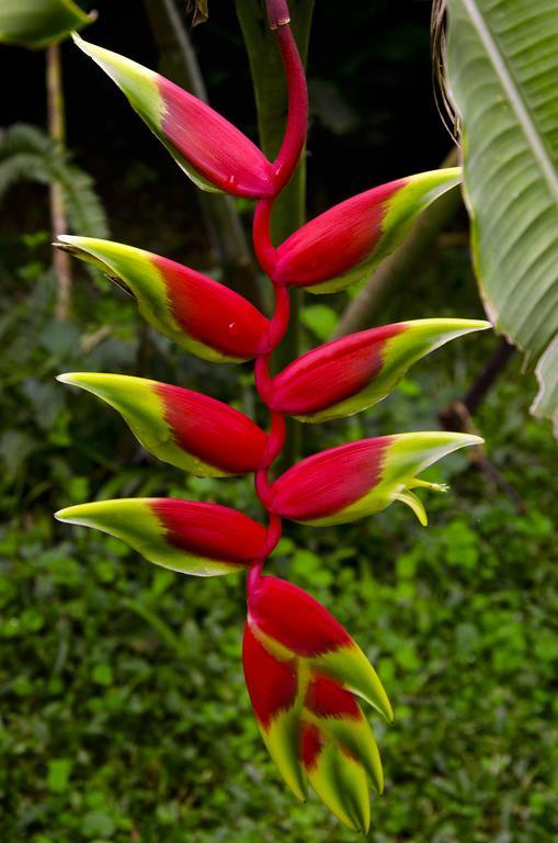 Pousada Das Araucárias Visconde de Mauá Exterior foto